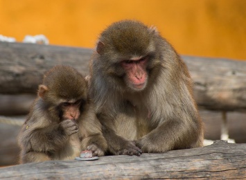 Детеныши японской макаки улыбаются во сне чаще, чем другие приматы - в том числе и человек