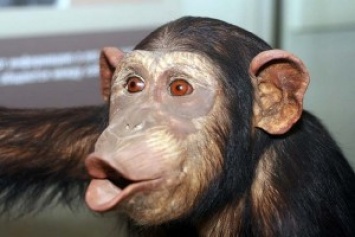 18 лет помнить добро - это про шимпанзе