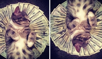 Инстаграм недели: cashcats