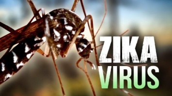 В США разработали генетически модифицированных комаров для борьбы с вирусом Зика