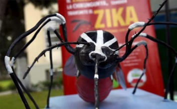 Власти США решили бороться с вирусом Зика с помощью генномодифицированных комаров