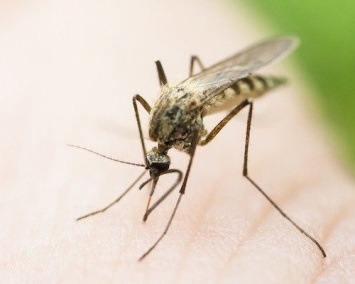 В США создали генетически модифицированных комаров для борьбы с вирусом Зика