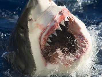 Благодаря акулам люди научатся выращивать новые зубы