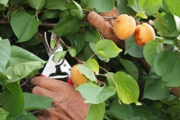 Советы от черниговского садовода. Время заняться вишнями и абрикосами!