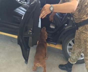 Собака нашла в автомобиле 4 кг наркотиков на границе с Украиной