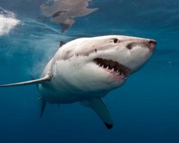 Ученые изучмли, как музыка меняет отношение человека к акулам