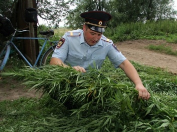 Житель Подмосковья выращивал в Тверской области коноплю в личных целях