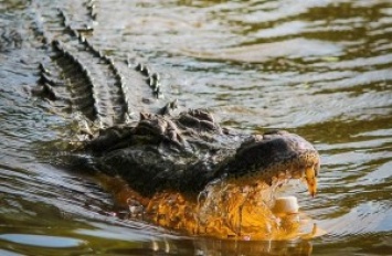 Остров невезения. Австралийцу пришлось 3 суток спасаться от крокодила на необитаемом острове