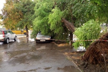 В Одессе небесный потоп повалил деревья (ФОТО)