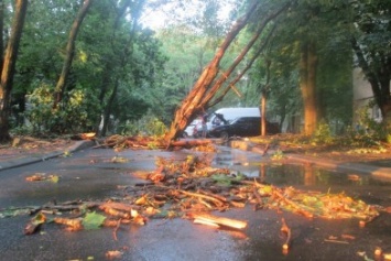 В Одессе на Черемушках упавшее дерево перегородило дорогу (ФОТО)