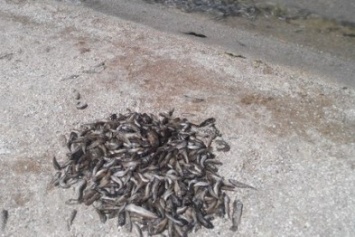 В Крыму закрыли пляж, на который выбросило тонны дохлой рыбы
