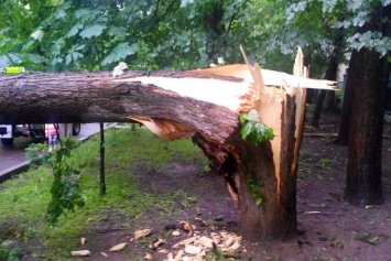 Буря в Харьковской области обрывала провода и валила деревья