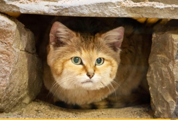 В ОАЭ впервые за 10 лет увидели редкостных барханных котов