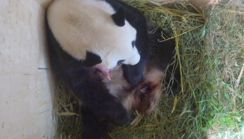 В Вене родился детеныш гигантской панды