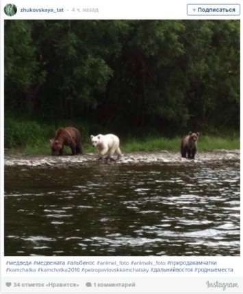 На Камчатке обнаружили медведя редкого цвета