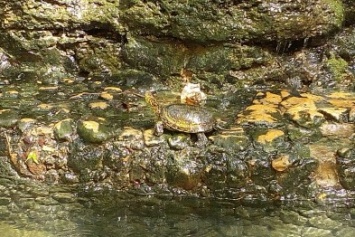 В Одесском фонтане поселились черепаха и рыбы (ФОТОФАКТ)