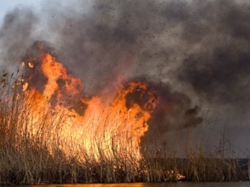 ГосЧС: на Трухановом острове в Киеве горит 1,5 га травы