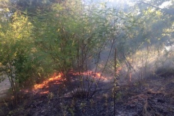 На Трухановом острове горит 1,5 га травяного настила (ФОТО)