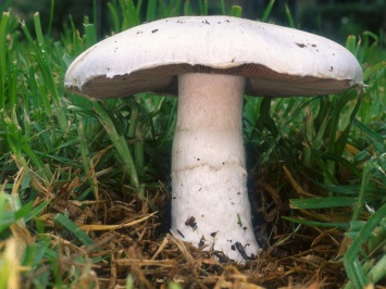 В Мурманской области в заповеднике «Пасвик» найден необычный вид грибов