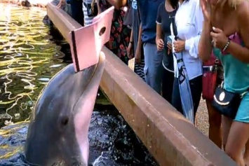 Видеофакт: дельфин отобрал iPad у посетительницы зоопарка в США