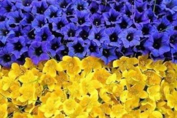 Сумчанам предлагают принять участие в создании самого большого национального флага Украины из цветов