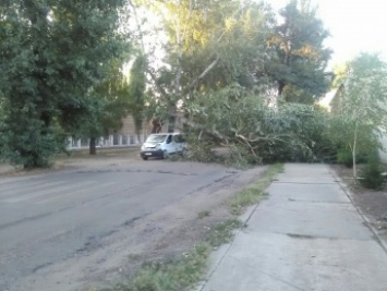 Дерево рухнуло на проезжую часть (фото)