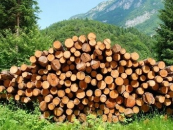 Лесхозам поручили публиковать данные о вырубке деревьев и продавать лес на аукционах