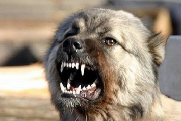 В Одессе собака покусала мужчину: сыворотки от бешенства в больницах нет