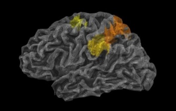 Ученые обнаружили центр интуиции в мозге человека