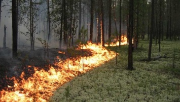 Лесные пожары на юге Франции подступили к Марселю