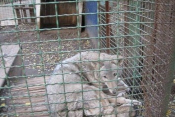 Депутаты Днепра должны решить, что будет с животными из зоозоны на Монастырском