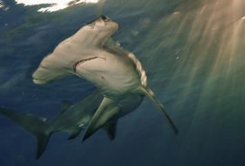 Биологи рассказали, почему акулы плавают на боку