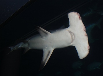 Ученые: Акулы-молоты плавают на боку для экономии силы