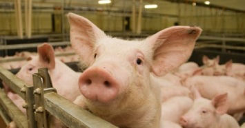 Африканская чума свиней добралась до Еланецкого района Николаевщины