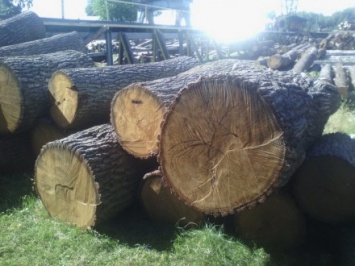 СБУ обнаружила в гослесхозах на Волыни неучтенную древесину ценных пород