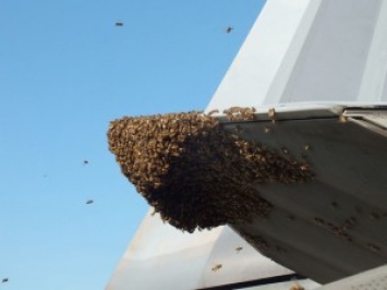 Пчелы атаковали самый современны истребитель США. Военные поступили гуманно