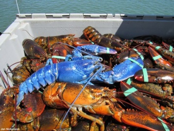 Рыбак из США поймал редкого синего омара