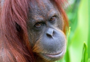 Ученые: Орангутанги оказались способны предсказывать вкус коктейля