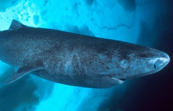 Срок жизни гренландских акул может превышать 500 лет
