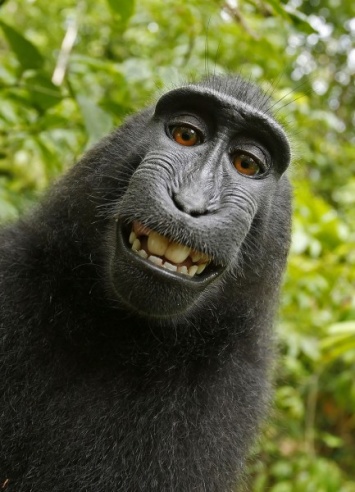 Общество защиты прав животных выступило за присуждение авторских прав на селфи обезьяне