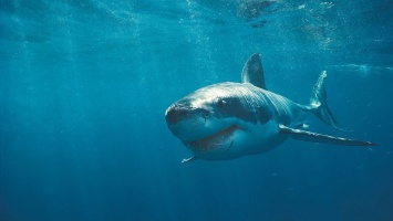 Ученые: Кровь акул поможет победить рак