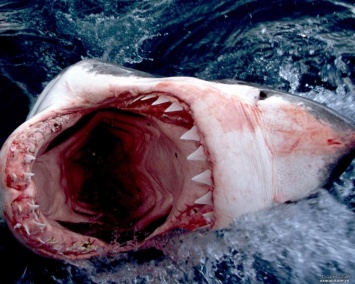 Панацеей от онкологических заболеваний станет кровь акул