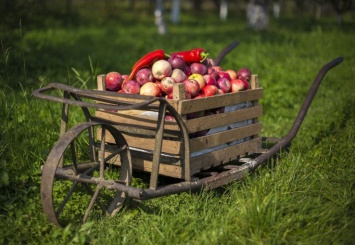 Ученые создали робота, который собирает урожай яблок