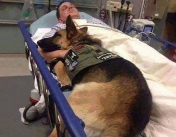 В США военная собака отказалась покинуть больничную кровать своего хозяина