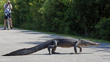 Во Флориде аллигатор напал на женщину