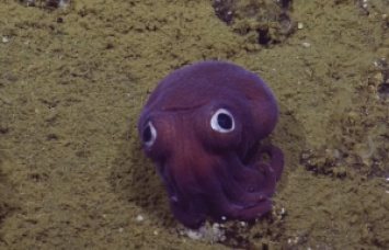 Круглый, яркий и глазастый. На огромной глубине ученые сняли моллюска, который больше похож на игрушку