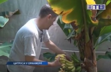 Банановый рай в Херсоне. Энтузиаст построил рядом с домом теплицу-термос и выращивает экзотику