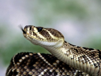 Второй случай укуса змеи человека за сутки произошел во Львовской области