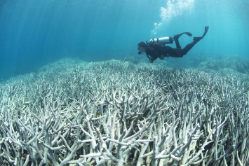 Обесцвечивание и гибель коралла впервые сняли на видео