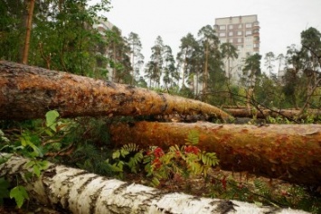 Прокуратура Черниговщины попросила губернатора найти хозяина леса, страдающего от вырубки